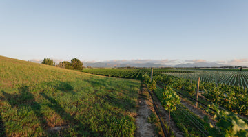 Record haul at Sydney International Wine Competition 2014