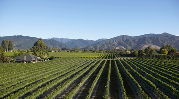 Saint Clair Family Estate 2013 Sauvignon Blanc launch