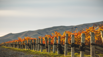 Saint Clair Wins Champion Gewürztraminer